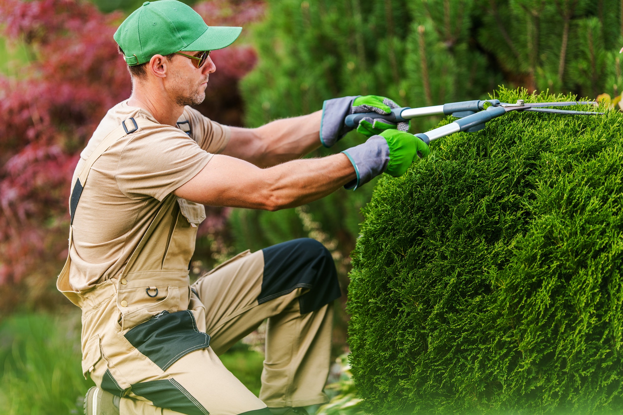 Gardener Pruning Plants Using Scissors.