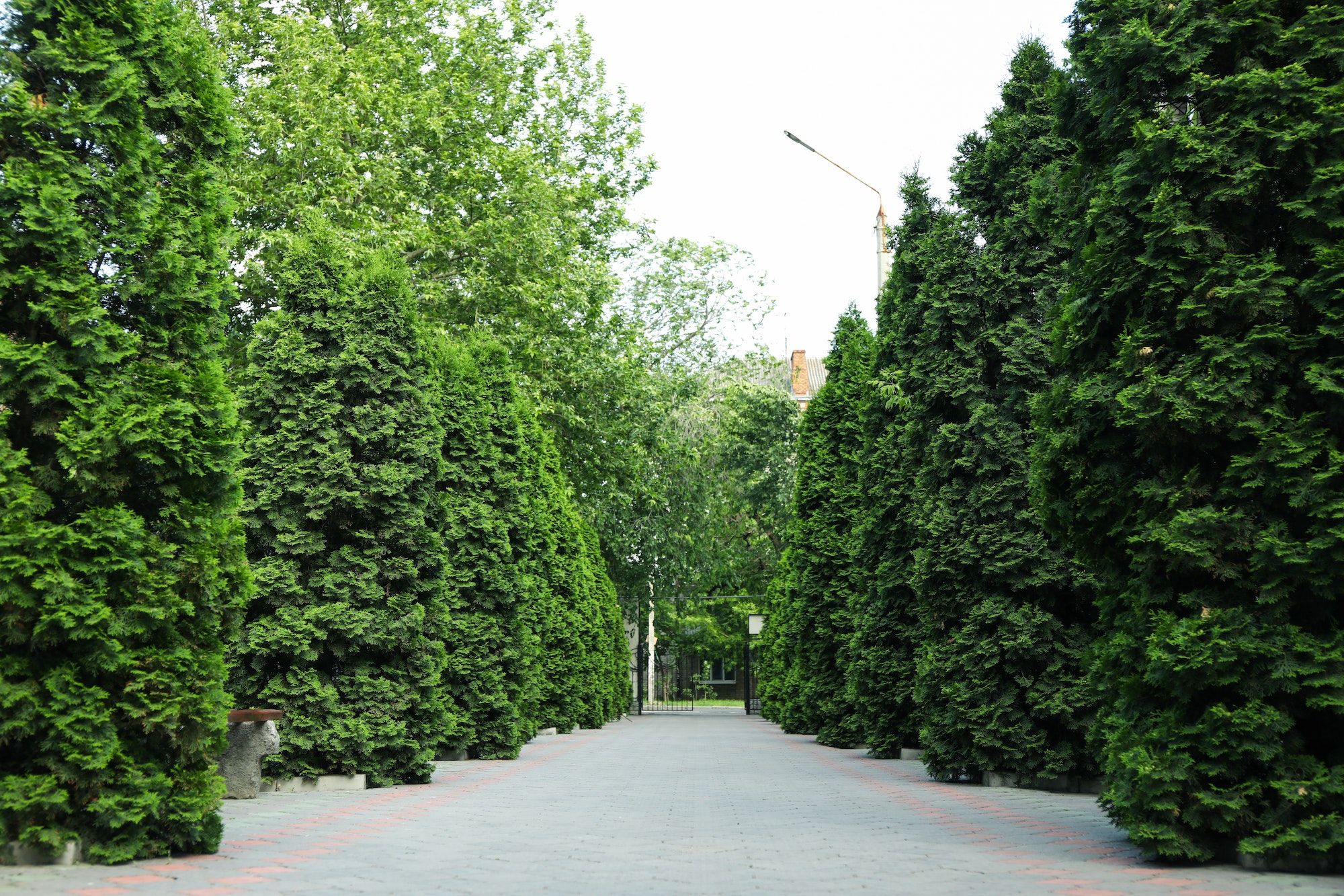 Green thuja trees alley road. Coniferous plant