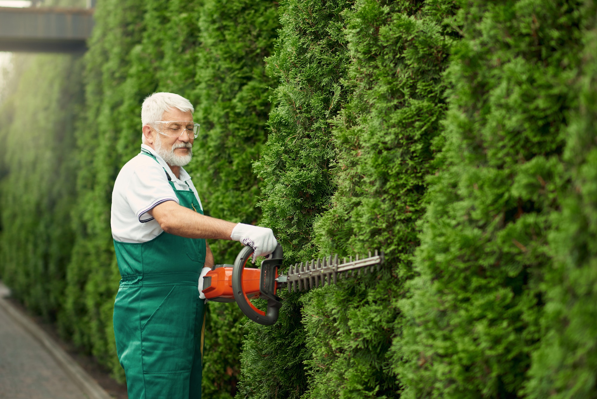 Man wearing ear and face protection cutting hedge
